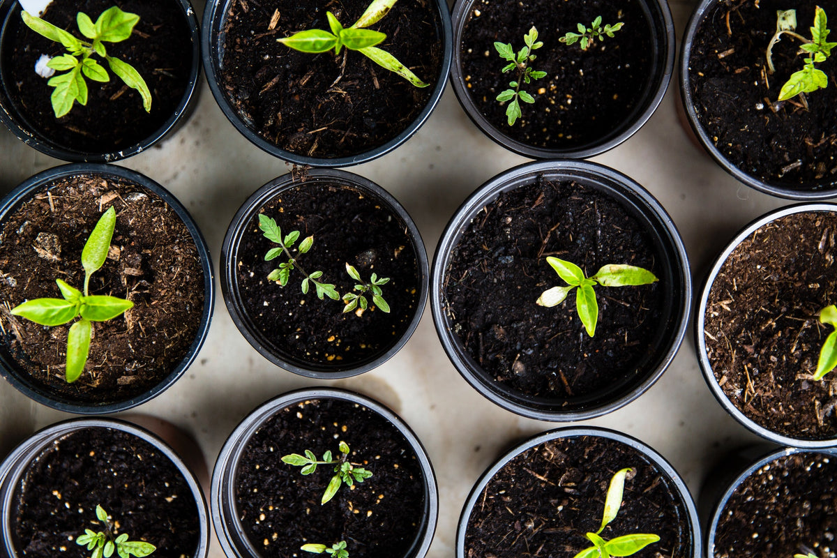 Underrated Herbs Every Green Witch Should Know